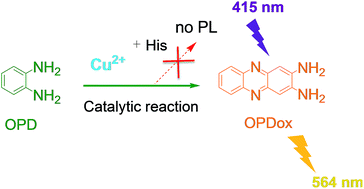 Graphical abstract: Highly selective and sensitive recognition of histidine based on the oxidase-like activity of Cu2+ ions