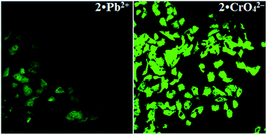 Graphical abstract: Fluorometric sensing of Pb2+ and CrO42− ions through host–guest inclusion for human lung cancer live cell imaging