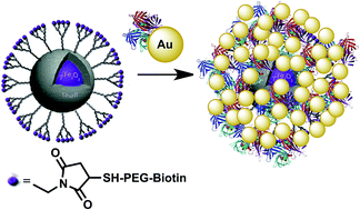 Graphical abstract: Dendritic maleimide functionalization of core–shell (γ-Fe2O3/polymer) nanoparticles for efficient bio-immobilization