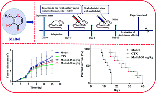 Graphical abstract: Maltol, a Maillard reaction product, exerts anti-tumor efficacy in H22 tumor-bearing mice via improving immune function and inducing apoptosis
