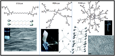 Graphical abstract: Topological structure influences on the gel formation process and mechanical properties of l-lysine based supramolecular gels