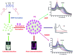 Graphical abstract: An organic–inorganic nanohybrid of a calix[4]arene based chromogenic chemosensor for simultaneous estimation of ADP and NADH