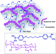 Graphical abstract: A hyaluronic acid–pentamidine bioconjugate as a macrophage mediated drug targeting delivery system for the treatment of leishmaniasis