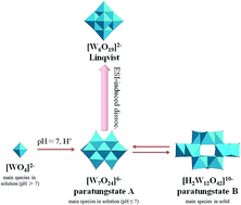 Graphical abstract: What can electrospray mass spectrometry of paratungstates in an equilibrating mixture tell us?