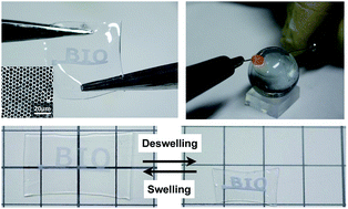 Graphical abstract: Stretchable, transparent and molecular permeable honeycomb electrodes and their hydrogel hybrids prepared by the breath figure method and sputtering of metals
