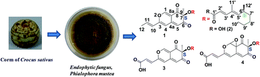 Graphical abstract: Phialomustin A–D, new antimicrobial and cytotoxic metabolites from an endophytic fungus, Phialophora mustea