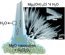Graphical abstract: Thin water films and magnesium hydroxide fiber growth
