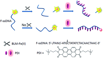 Graphical abstract: Sensitive fluorescence “turn-on” detection of bleomycin based on a superquenched perylene–DNA complex