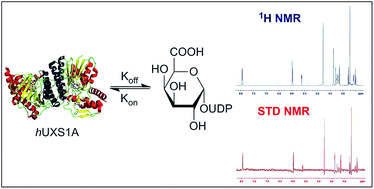 Graphical abstract: Saturation transfer difference NMR to study substrate and product binding to human UDP-xylose synthase (hUXS1A) during catalytic event