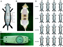 Graphical abstract: A facilely fabricated in vivo hypertrophic scar model through continuous gradient elastic tension