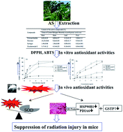 Graphical abstract: Radioprotective effects of active compounds of Acanthopanax senticosus from the Lesser Khingan Mountain range in China