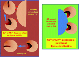 Graphical abstract: Stabilizing effects of cations on lipases depend on the immobilization protocol