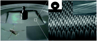 Graphical abstract: Bioinspired ribbed hair arrays with robust superhydrophobicity fabricated by micro/nanosphere lithography and plasma etching