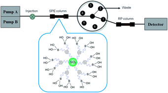 Graphical abstract: Fabrication of a dendrimer-modified boronate affinity material for online selective enrichment of cis-diol-containing compounds and its application in determination of nucleosides in urine