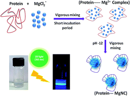 Graphical abstract: Fluorescent magnesium nanocomplex in a protein scaffold for cell nuclei imaging applications