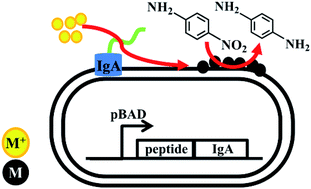Graphical abstract: Bacterial surface display of metal binding peptides as whole-cell biocatalysts for 4-nitroaniline reduction