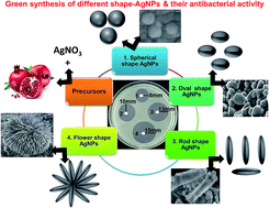 Graphical abstract: Retracted Article: Shape-specific silver nanoparticles prepared by microwave-assisted green synthesis using pomegranate juice for bacterial inactivation and removal