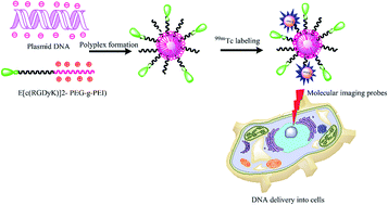 Graphical abstract: Synthesis and evaluation of the targeted binding of RGD-containing PEGylated-PEI/DNA polyplex micelles as radiotracers for a tumor-targeting imaging probe
