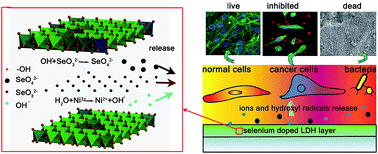 Graphical abstract: Selenium doped Ni–Ti layered double hydroxide (Ni–Ti LDH) films with selective inhibition effect to cancer cells and bacteria