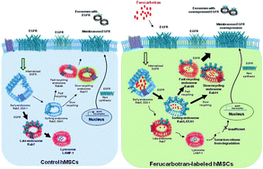 Graphical abstract: Ferucarbotran, a carboxydextran-coated superparamagnetic iron oxide nanoparticle, induces endosomal recycling, contributing to cellular and exosomal EGFR overexpression for cancer therapy