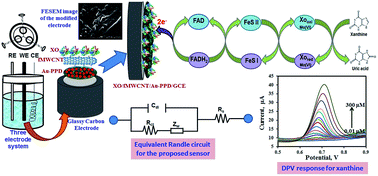 Graphical abstract: A novel third-generation xanthine biosensor with enzyme modified glassy carbon electrode using electrodeposited MWCNT and nanogold polymer composite film