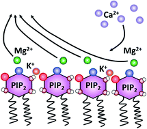 Graphical abstract: Competitive cation binding to phosphatidylinositol-4,5-bisphosphate domains revealed by X-ray fluorescence