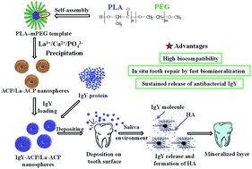 Graphical abstract: An amorphous calcium phosphate nanocomposite for storing and sustained release of IgY protein with antibacterial activity