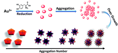 Graphical abstract: Shape controlled synthesis of multi-branched gold nanocrystals through a facile one-pot bifunctional biomolecular approach