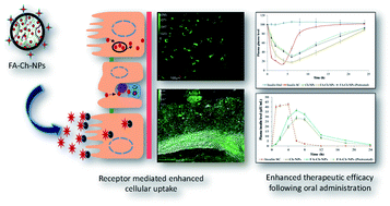 Graphical abstract: Folate appended chitosan nanoparticles augment the stability, bioavailability and efficacy of insulin in diabetic rats following oral administration