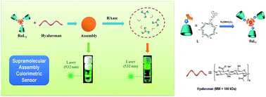 Graphical abstract: Hyaluronan/Ru(ii)-cyclodextrin supramolecular assemblies for colorimetric sensor of hyaluronidase activity