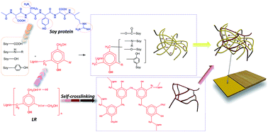 Graphical abstract: An eco-friendly wood adhesive from soy protein and lignin: performance properties