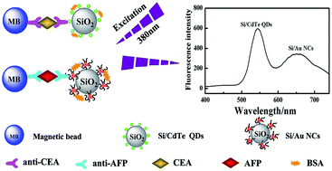 Graphical abstract: Simultaneous fluoroimmunoassay of two tumor markers based on CdTe quantum dots and gold nanocluster coated-silica nanospheres as labels
