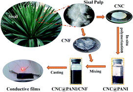 Graphical abstract: Cellulose nanofiber-assisted dispersion of cellulose nanocrystals@polyaniline in water and its conductive films