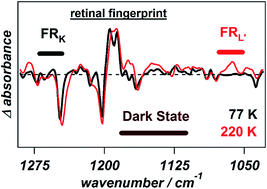Graphical abstract: Light-induced structural changes during early photo-intermediates of the eubacterial Cl− pump Fulvimarina rhodopsin observed by FTIR difference spectroscopy