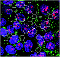 Graphical abstract: Targeted multifunctional tannic acid nanoparticles