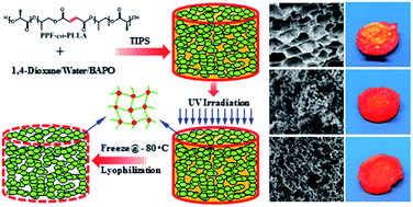 Graphical abstract: Tunable tissue scaffolds fabricated by in situ crosslink in phase separation system