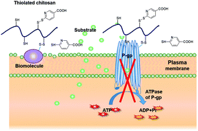 Graphical abstract: The P-glycoprotein inhibitory effect and related mechanisms of thiolated chitosan and its S-protected derivative