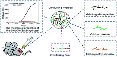 Graphical abstract: Injectable conducting interpenetrating polymer network hydrogels from gelatin-graft-polyaniline and oxidized dextran with enhanced mechanical properties