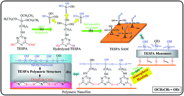 Graphical abstract: The polymeric nanofilm of triazinedithiolsilane capable of resisting corrosion and serving as an activated interface on a copper surface