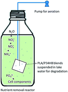 Graphical abstract: Enhanced nutrient removal from lake water via biodegradation of poly(l-lactide)/poly(3-hydroxybutyrate-co-4-hydroxybutyrate) blends