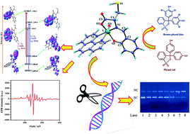 Graphical abstract: Development of a multifunctional biomimicking l-cysteine based oxovanadium(iv) complex: synthesis, DFT calculations, bromo-peroxidation and nuclease activity