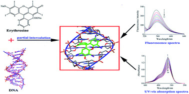 Graphical abstract: Partial intercalative binding of the food colorant erythrosine to herring sperm DNA