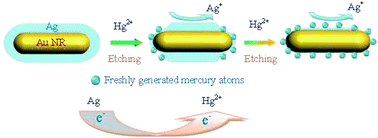 Graphical abstract: Etching of unmodified Au@Ag nanorods: a tunable colorimetric visualization for the rapid and high selective detection of Hg2+