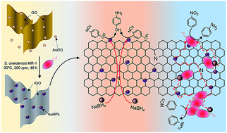 Graphical abstract: Biogenic gold nanoparticles-reduced graphene oxide nanohybrid: synthesis, characterization and application in chemical and biological reduction of nitroaromatics