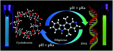 Graphical abstract: pH responsive translocation of an anticancer drug between cyclodextrin and DNA