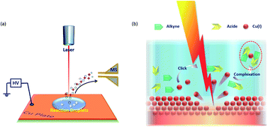 Graphical abstract: Copper(i)–triazole dimer formation and rate acceleration in in-source click reaction