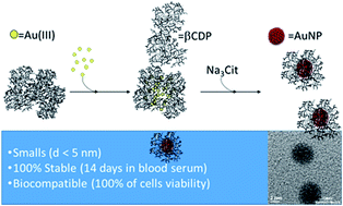 Graphical abstract: Small, stable and biocompatible gold nanoparticles capped with a β-cyclodextrin polymer