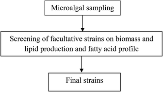 Graphical abstract: Screening of facultative strains of high lipid producing microalgae for treating surfactant mediated municipal wastewater