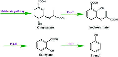 Graphical abstract: Microbial production of phenol via salicylate decarboxylation