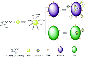 Graphical abstract: One-step synthesis of peptide conjugated gold nanoclusters for the high expression of FGFR2 tumor targeting and imaging